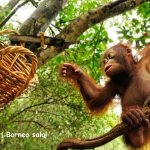 Į pasimatymą su orangutangais Borneo saloje – pigūs bilietai iš Kopenhagos vos už 352 EUR!