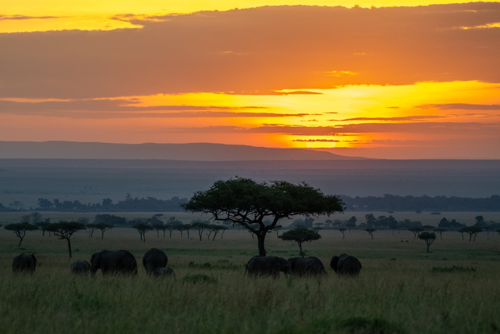 Masai Mara – viena geriausių vietų Kenijoje stebėti laukinius gyvūnus jų natūralioje aplinkoje
